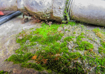 moss on the stone