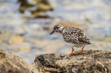 sandpiper on shore