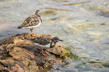 sandpiper on shore