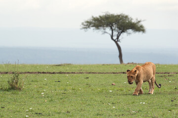 Lion cub moving in the grassland of Masai Mara