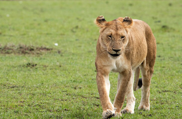 Fototapeta na wymiar Lion cub on green grass, Masai Mara