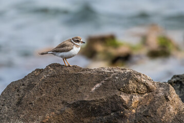 sandpiper on shore