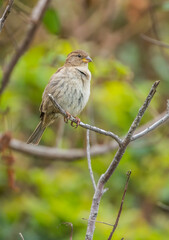 tree sparrow