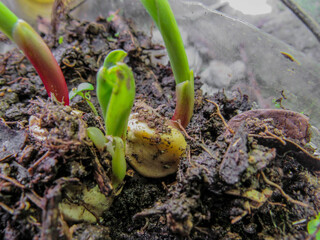 young green sprout