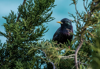 grackle bird in tree