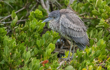striated green heron fishing from shore