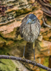 striated green heron fishing from shore