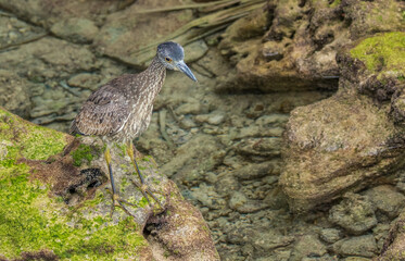 striated green heron fishing from shore