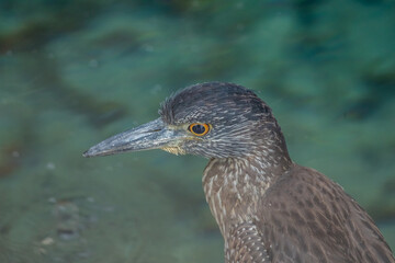 striated green heron fishing from shore