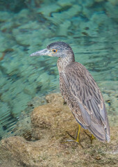 striated green heron fishing from shore