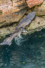 striated green heron fishing from shore