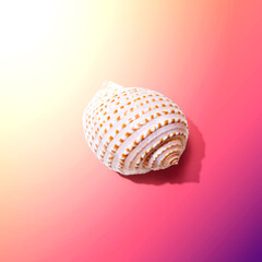 Summer concept with a seashell overhead view - flat lay