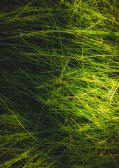 Fototapeta na wymiar closeup green grass field texture abstract background