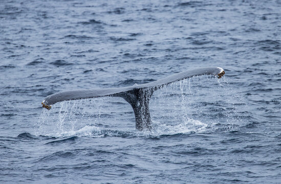 Humpback Whale Fluke Out Of Water