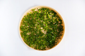Preparation for drying with preservation of vitamins. Dehydrator grid with spring green onion feathers on a white background. Isolated.