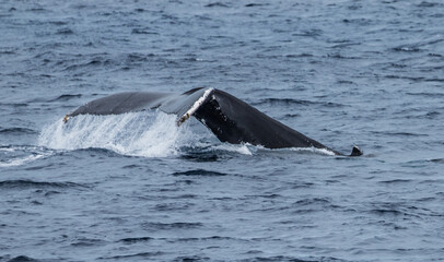 Fototapeta premium humpback whale watching in Atlantic Ocean