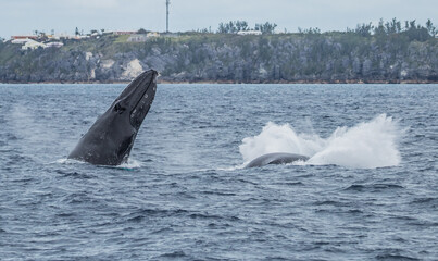 Fototapeta premium humpback whale watching in Atlantic Ocean