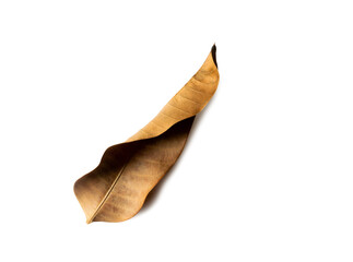 Dried mango leaf isolated on white background2