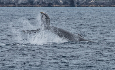 Fototapeta premium humpback whale watching in Atlantic Ocean