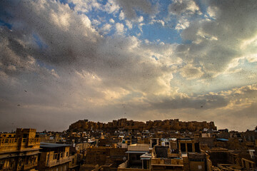 A attack by desert hopper (locusts attack) in jaisalmer city, Rajasthan