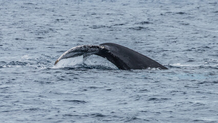 humpback whale watching in Atlantic Ocean