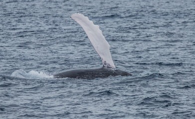 Fototapeta premium humpback whale watching in Atlantic Ocean