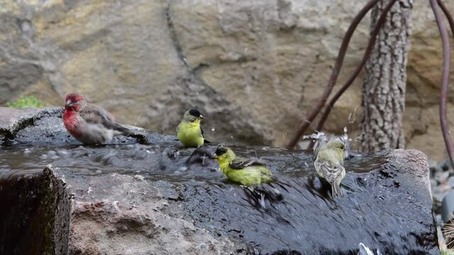 Finches playing in a fountain