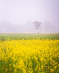 Fototapeta na wymiar Mustard field with yellow mustard flowers and a tree in a foggy morning in a farmland in Rampur, Palpa, Nepal.