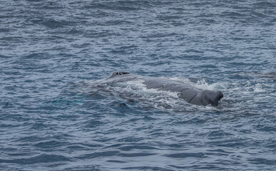 Fototapeta premium humpback whale watching in Atlantic Ocean