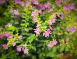 Obraz premium False heather, Elfin herb,or Cuphea hyssopifola.Beautiful Pink purple little flower in garden .selective focus.