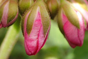 Geranium flower buds close-up.Geranium flower buds close-up on a green blurred garden background. Pink geranium. 