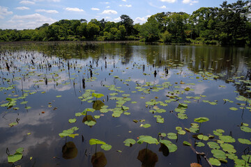 蓮の葉っぱが広がり始めた水面に、青空と雲のリフレクションが映っている池の風景