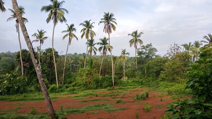 Fototapeta premium Coconut tree in a country side