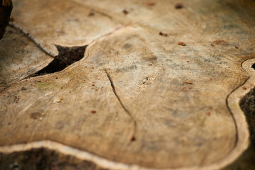 Shallow closeup photo of a tree trunk