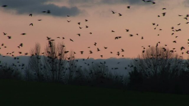 Crows and corvids flying in the evening winter sky over farmland of England UK