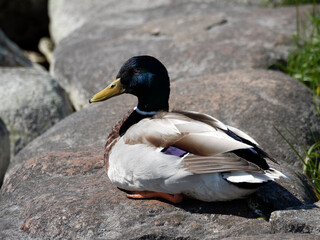 Duck on the rocks on the river bank