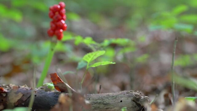 Close-up lockdown shot of small plant growing by stick in forest - Steigerwald, Germany