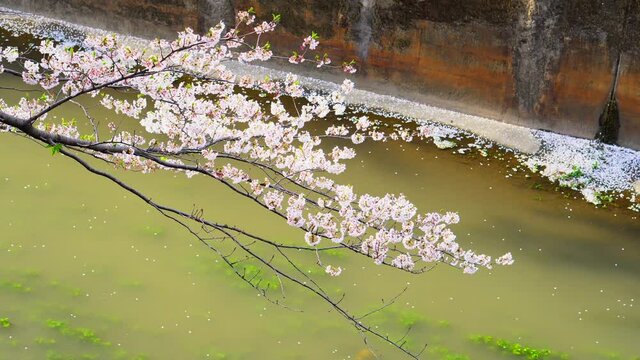 In the spring season the cherry blossoms in Tokyo, Japan, are mostly located next to the rivers, and their branches lean towards the water thus giving a beautiful spring show.