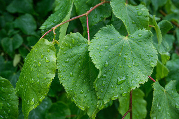 Wet green leaves, water drops on the leaves, rainy weather