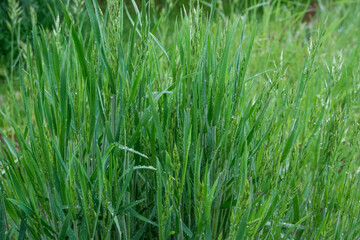 Grass with water drops on the leaves, rainy weather