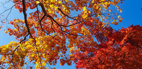 Fototapeta na wymiar Colorful autumn
