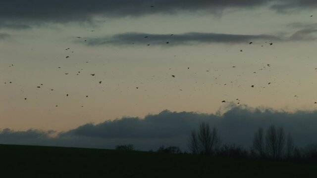 Crows and corvids flying in the evening winter sky over farmland of England UK