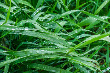 Fototapeta na wymiar Grass, leaves with dews, waterdrops