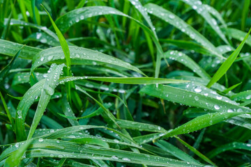 Fototapeta na wymiar Grass, leaves with dews, waterdrops