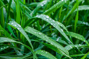  Grass, leaves with dews, waterdrops