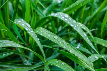  Grass, leaves with dews, waterdrops