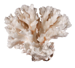 White coral isolated on background