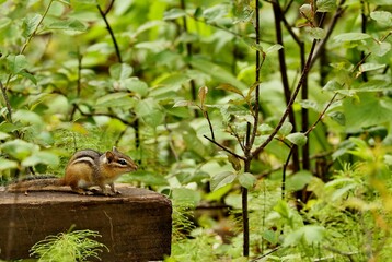 The eastern chipmunk (Tamias striatus) has seven stripes on its body — a single black stripe running down the middle of its back and three stripes on each side going black, white, black. 
