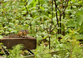The eastern chipmunk (Tamias striatus) has seven stripes on its body — a single black stripe running down the middle of its back and three stripes on each side going black, white, black. 

