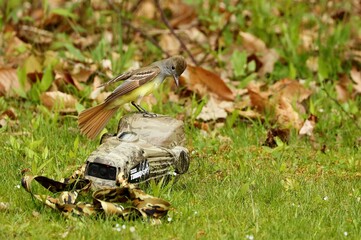 The Old World flycatchers are a large family,  The family includes 324 species and is divided into 51 genera.